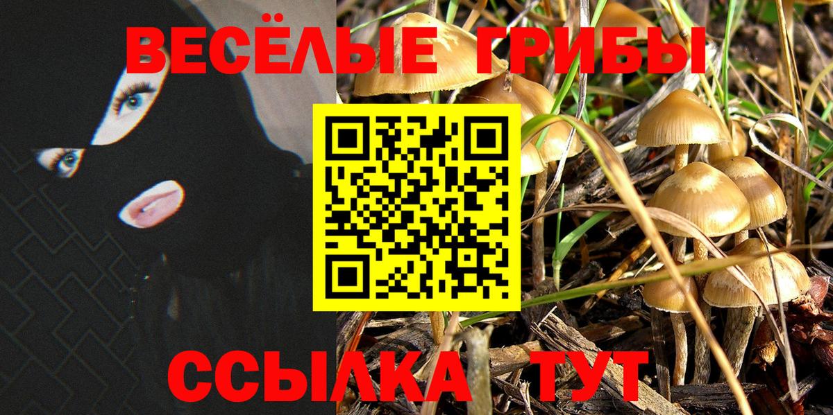 Галлюциногенные грибы Psilocybine cubensis  как найти   Вязники  Псилоцибиновые грибы Psilocybe 