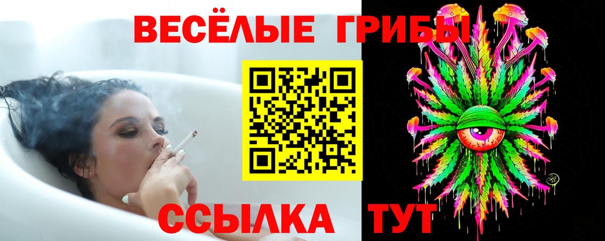 Псилоцибиновые грибы Psilocybe Вязники